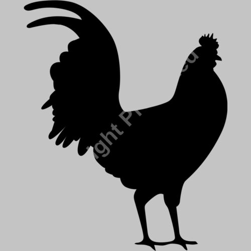 rooster 2 Thumbnail